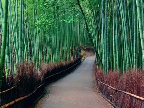 8-Day Japan Tour from Tokyo to Kyoto with Mt. Fuji and Shirakawa-go