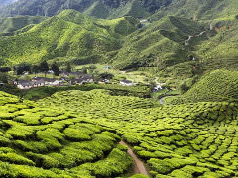 2-Day Cameron Highlands Tour from Kuala Lumpur with Tea Plantations