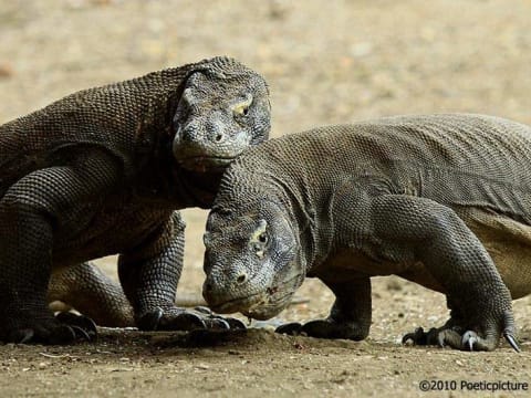 11-Day Flores and Komodo Tour with Wae Rebo and Kelimutu