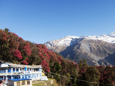 8-Day Ghorepani Poon Hill Trek with Pokhara and Ghandruk Stay