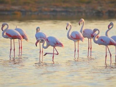 4-Hour Taranto Nature Tour with Salina Dei Monaci and Watchtowers