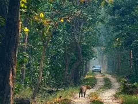 5-Day Bardia Jungle Safari Tour with Tiger Tracking and Tharu Culture