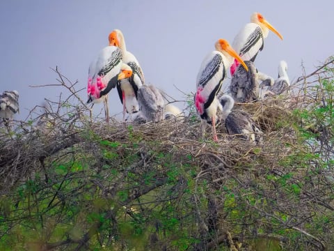 5-Day Madhya Pradesh Heritage and Birdwatching Tour via Mandu