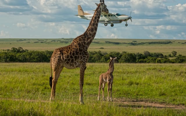 6 Best Safari Destinations for 2021/2022