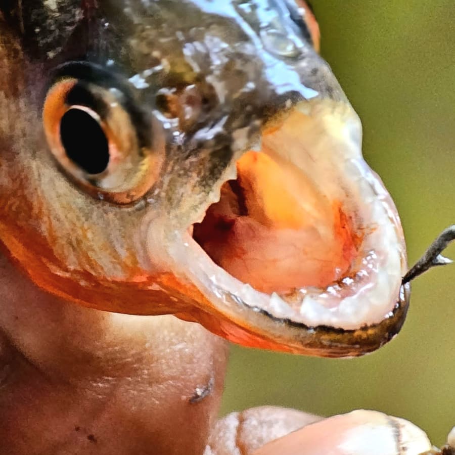 Aventura de 4 días en Pacaya Samiria desde Iquitos con lodge