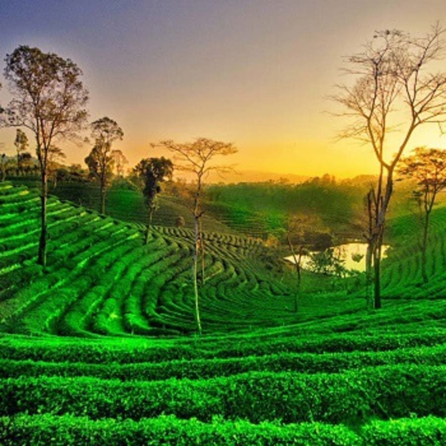 5-Day Assam Safari and Tea Estate Tour with Manas and Heritage Stay