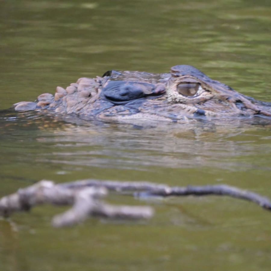 Expedición de 4 días en Tambopata con Lago Sandoval y fauna amazónica