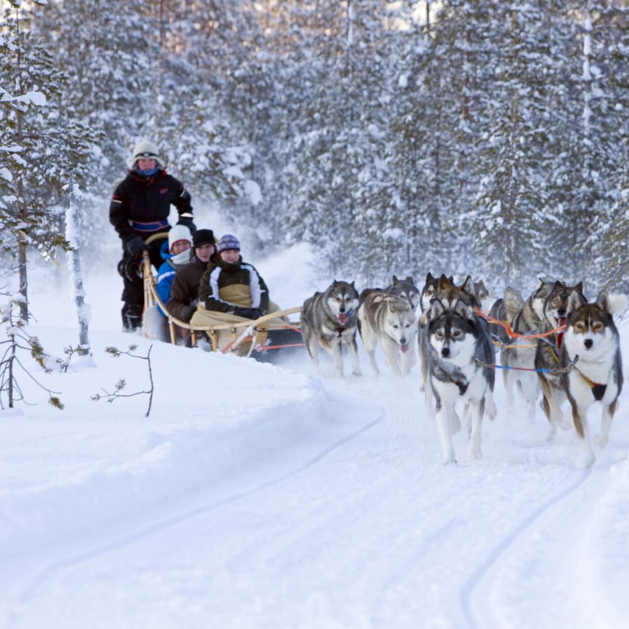 4-Hour Husky Farm Tour in Murmansk with Dog Sleigh Ride