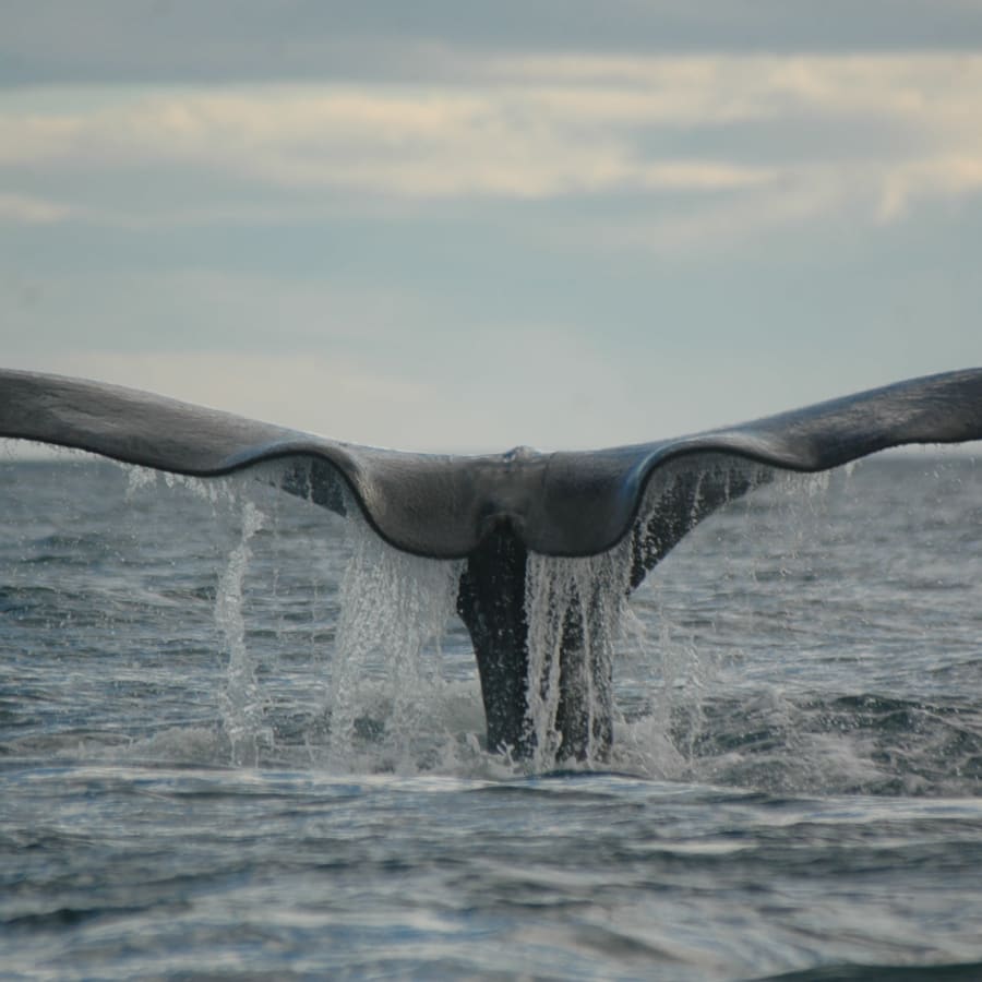 8-Hour Península Valdés Wildlife Tour from Puerto Madryn with Whale Watching