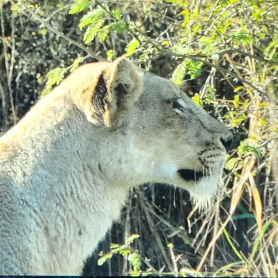 5-Hour Kruger National Park Safari with Afternoon Wildlife Viewing