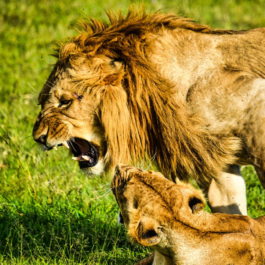 Full-Day Wildlife and Wine Tour from Cape Town to Stellenbosch