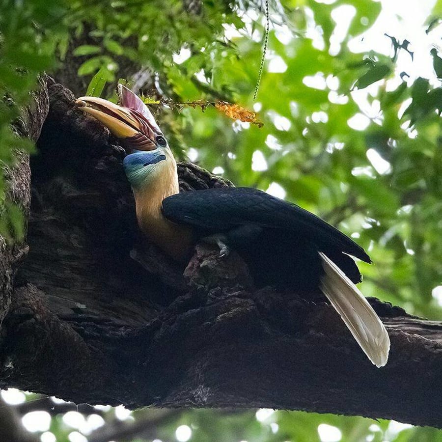 2-Day Tangkoko Wildlife Tour from Manado with Overnight Homestay