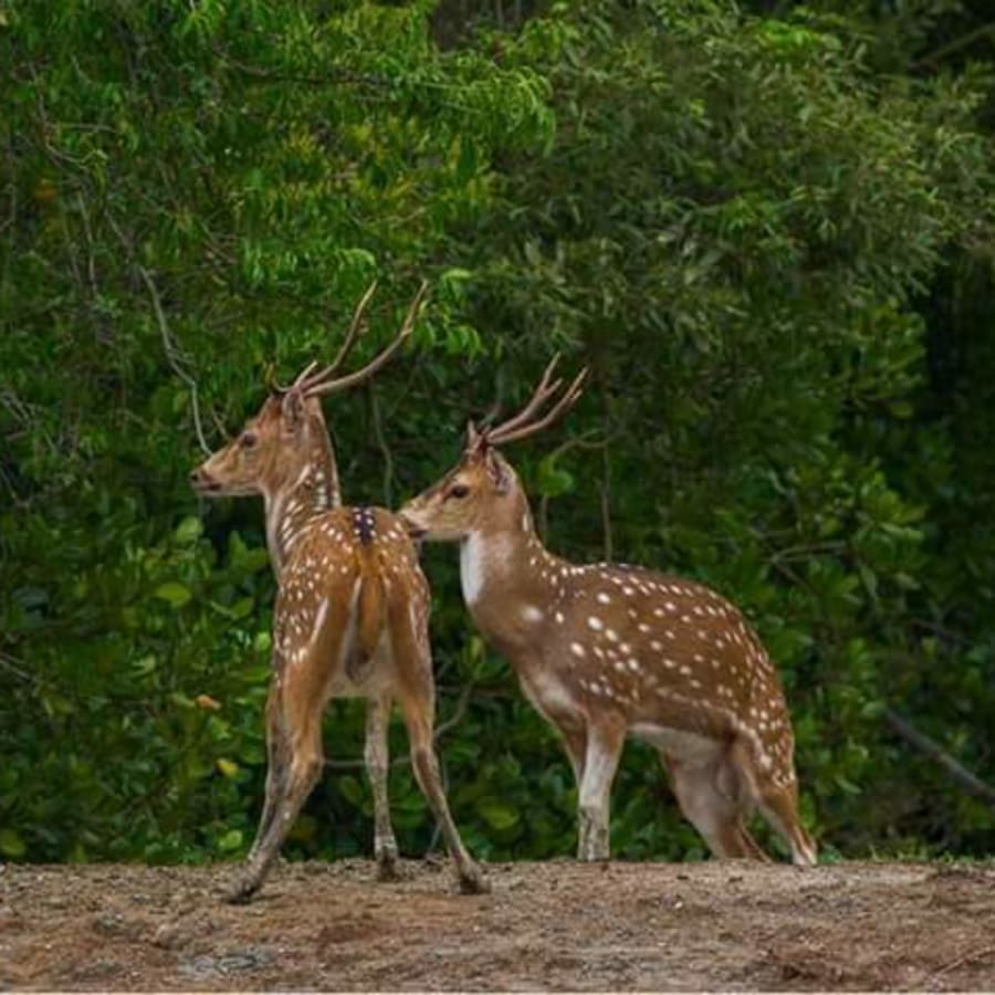 3-Day Sundarban National Park Tour with Boat Safari and Village Life