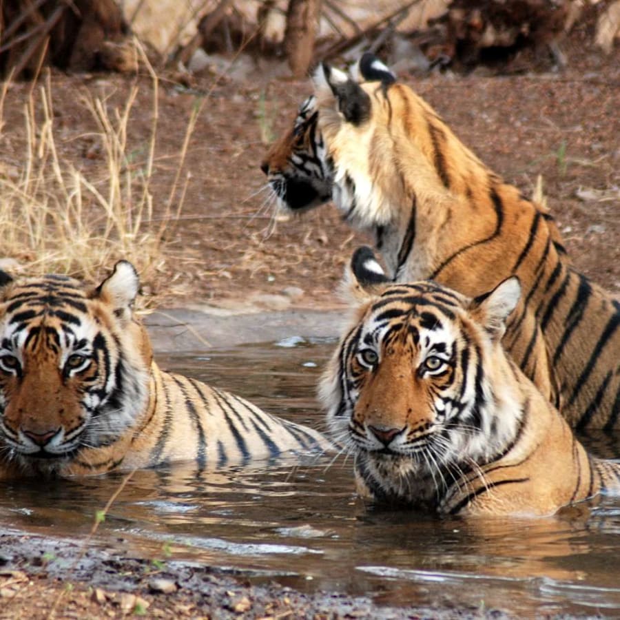 1-Day Sariska Tiger Reserve Safari from Delhi with Lunch