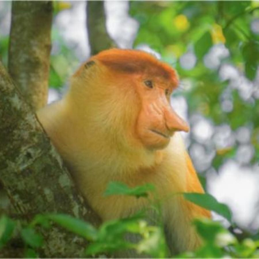 11-Day Borneo Adventure Tour from Kota Kinabalu with Turtle Island