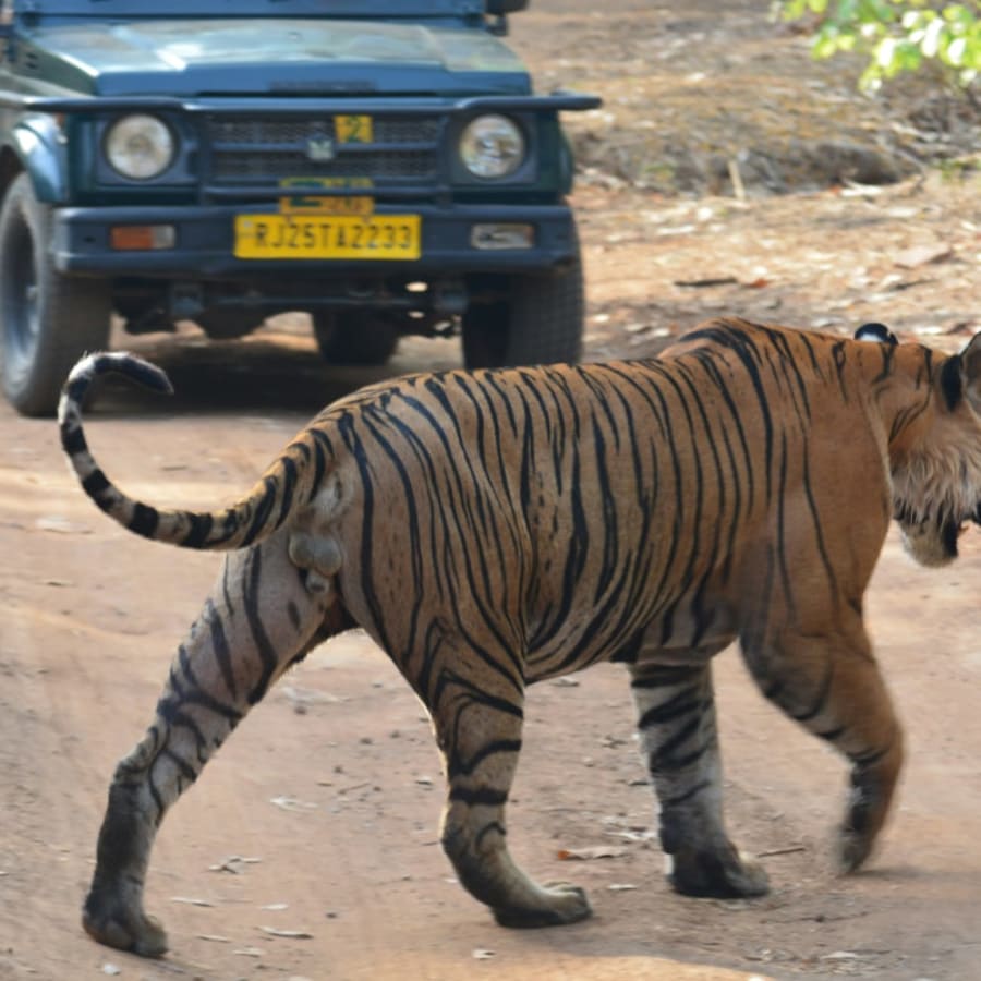 2-Day Taj Mahal and Ranthambore Safari from Delhi with Agra Fort