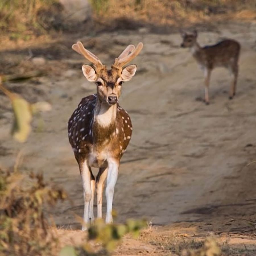 2-Day Jim Corbett Wildlife Safari with Waterfall and Museum Visit