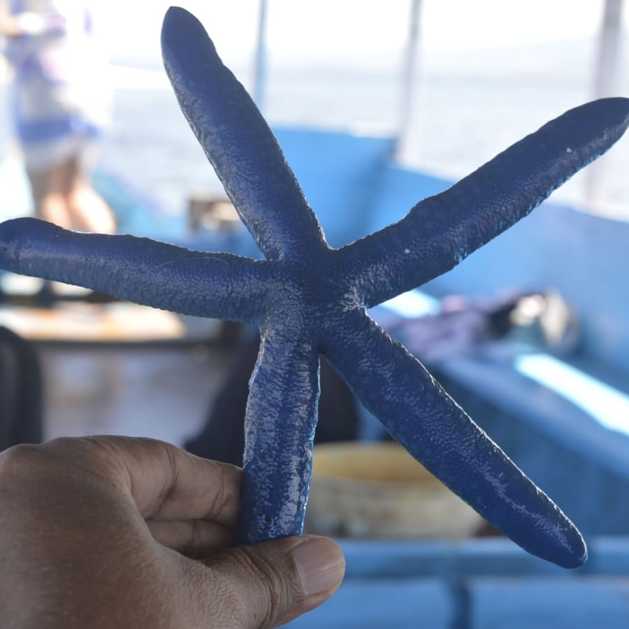 12-Hour Snorkelling Tour in East Gili Islands with Blue Starfishes