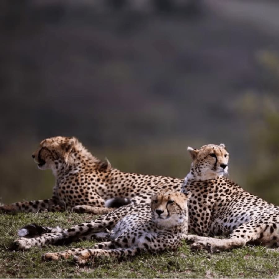 6-Day Wildlife and Heritage Tour with Kuno, Agra and Varanasi