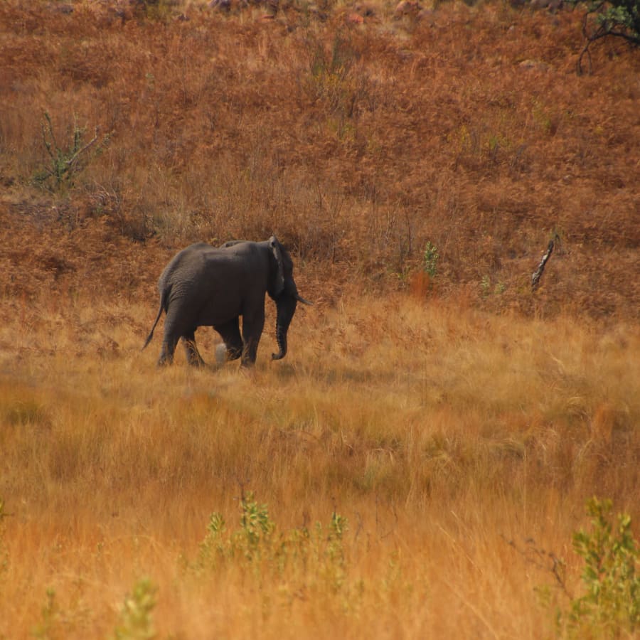 5-Day South Africa Safari and Cultural Tour with Pilanesberg and Soweto