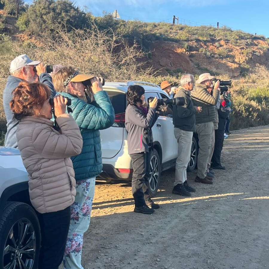 6-Hour Klein Karoo Birding Tour from Oudtshoorn with Picnic Breakfast