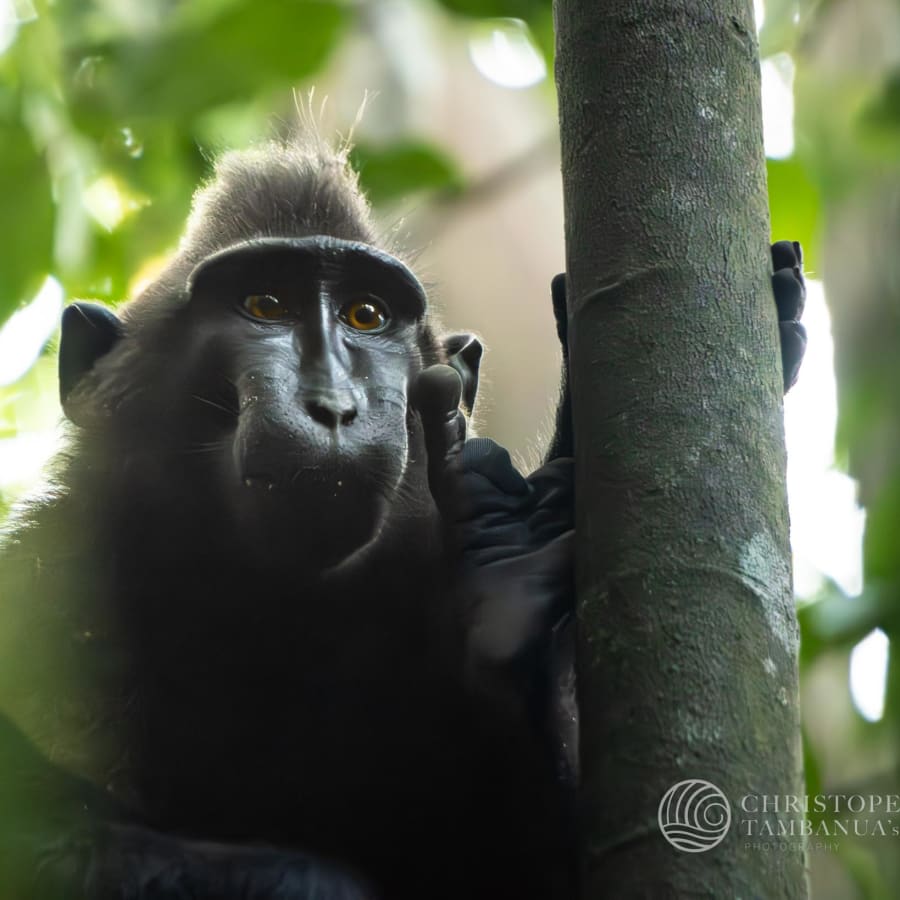 8-Hour Tangkoko Nature Reserve Wildlife Tour with Waruga Heritage