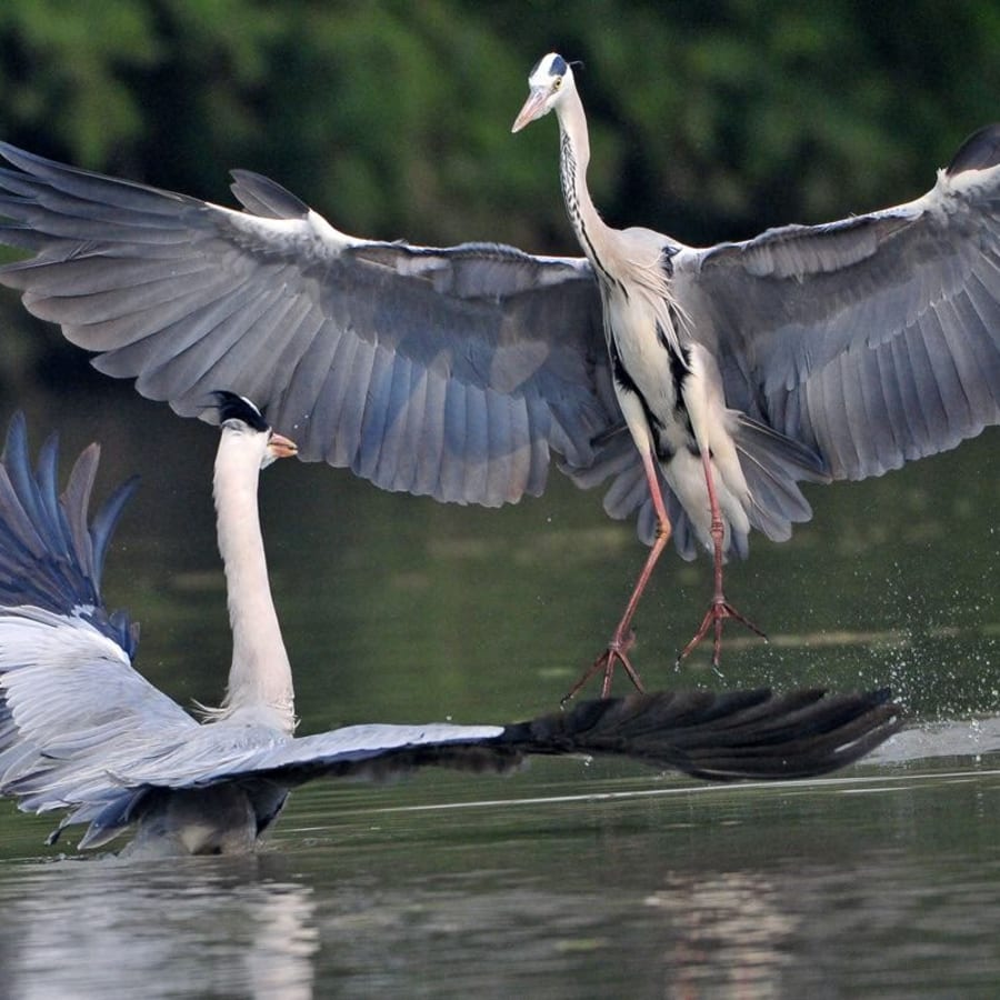 8-Hour Birdwatching Tour of Bharatpur and Fatehpur Sikri from Agra