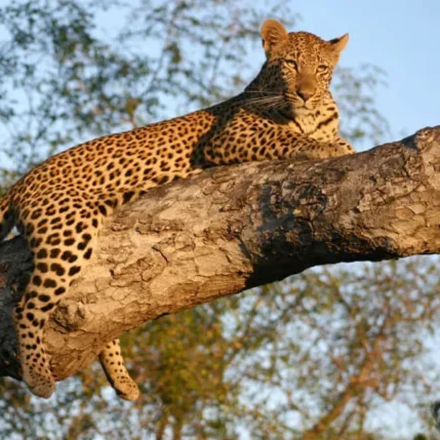 20-Day South Africa Safari and Culture Adventure from Johannesburg