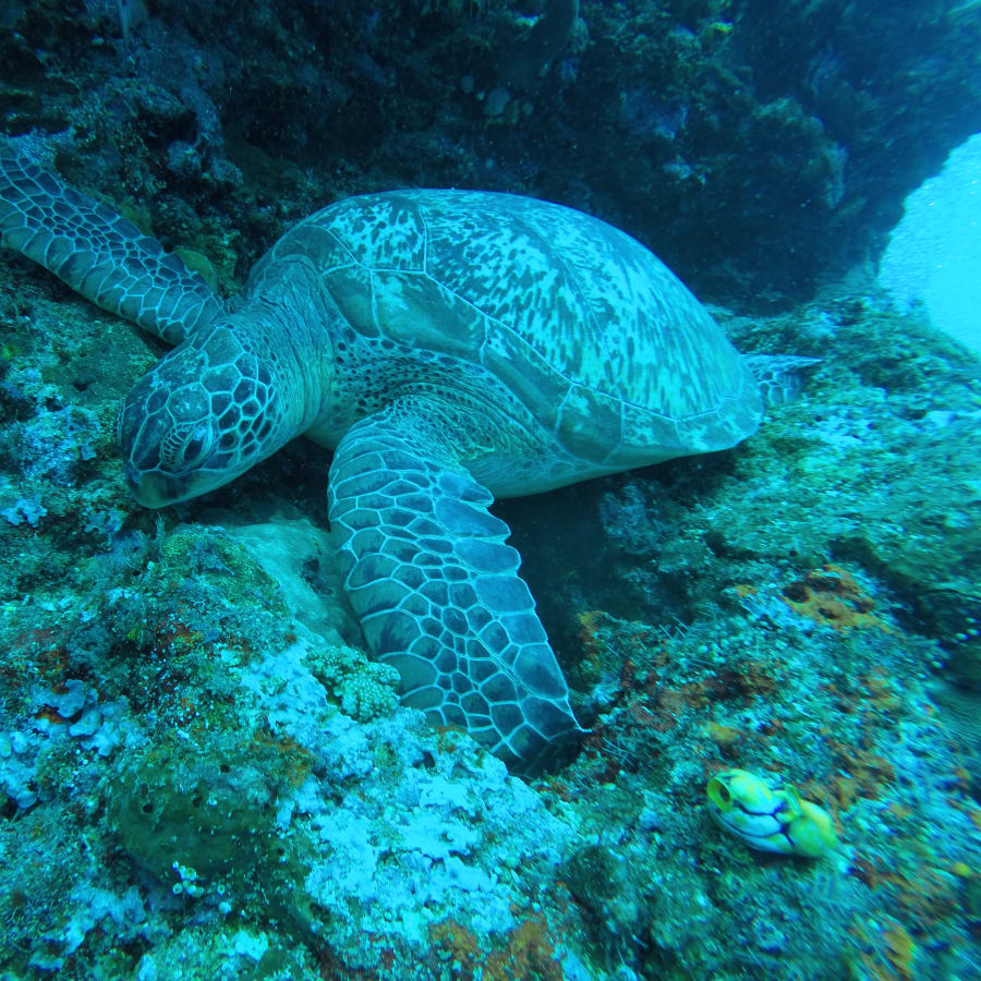 5-Day Scuba Diving Tour in Bunaken Marine Park with PADI Course