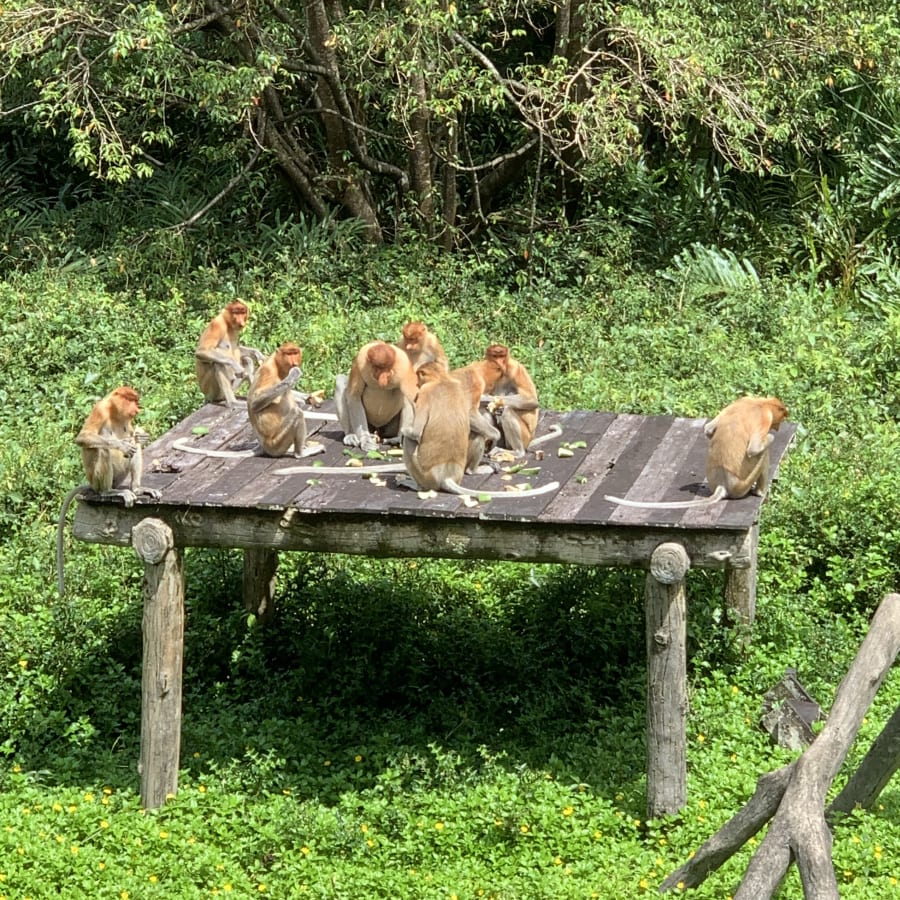 1-Day Wildlife Tour from Sandakan with Sepilok and Canopy Walk