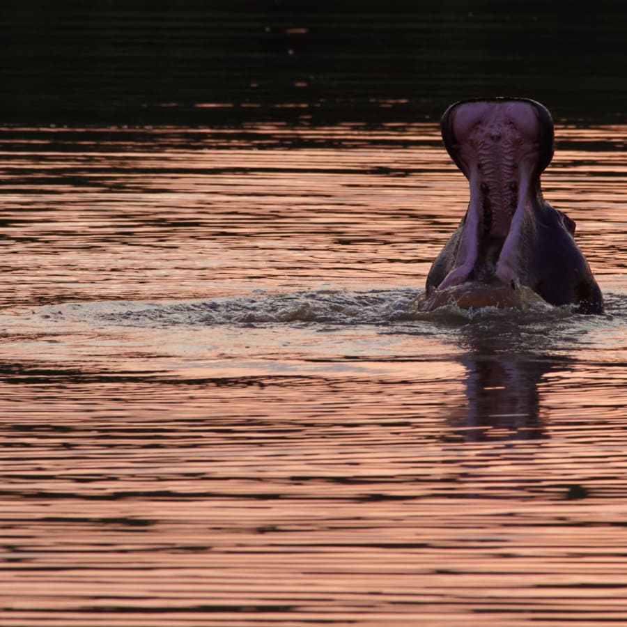 5-Day Kruger Safari and Blyde River Canyon Tour from Johannesburg