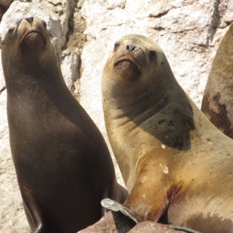 Full-Day Lima to Paracas and Nazca Lines Tour with Boat Ride