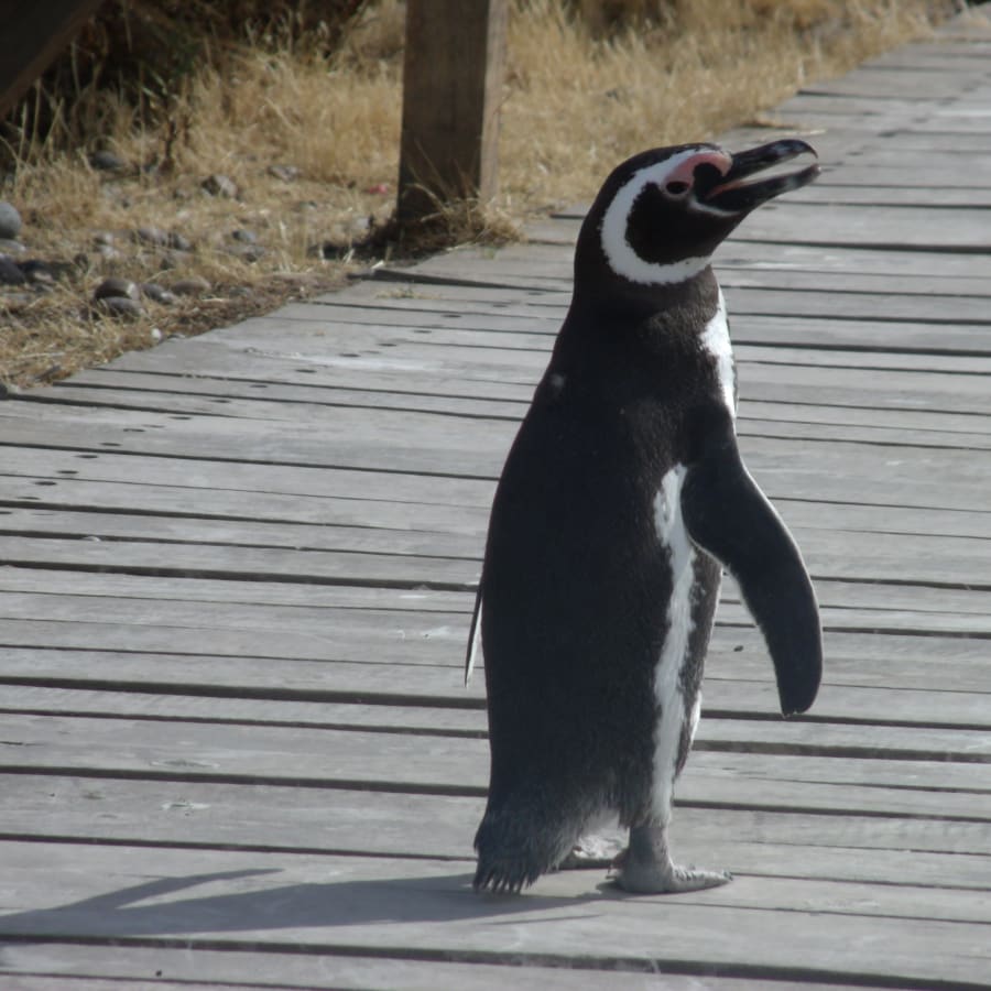 8-Hour Punta Tombo Penguin Colony Tour with Optional Dolphin Watching