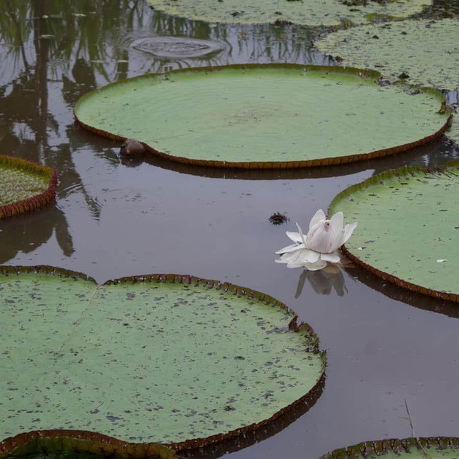 4-Day Amazon Jungle Tour from Iquitos with Pacaya Samiria Camping