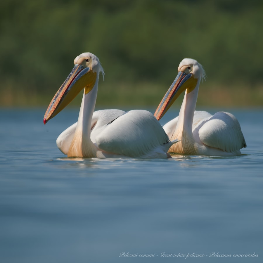 6-Hour Birdwatching Tour Near Constanța with Black Sea Coastal Habitats