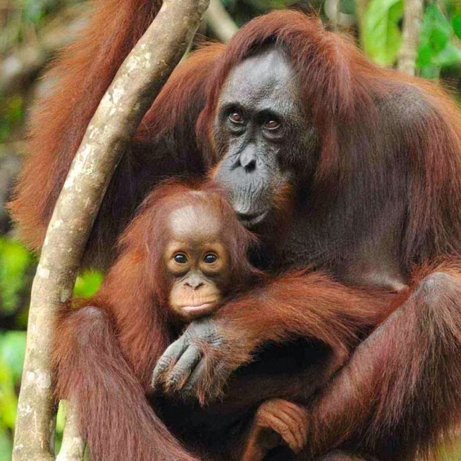 1-Day Bukit Lawang Orangutan Trek from Medan with Jungle Hiking