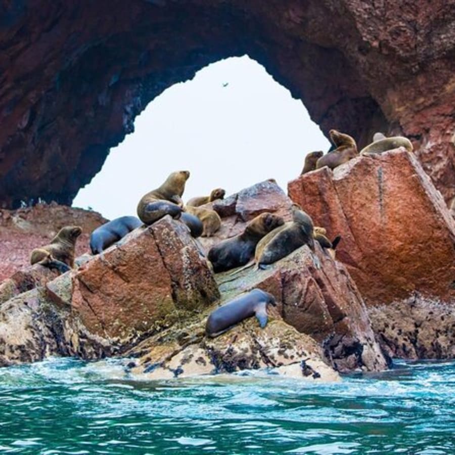 Tour de 1 día a Paracas, Ica y Huacachina con Ballestas y cata
