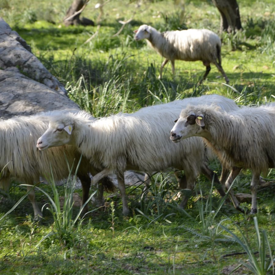 3-Hour Cheese-Making Workshop in Olbia with Farm Visit and Tasting