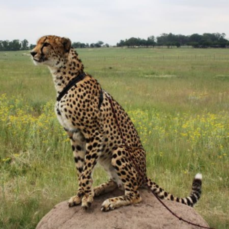3-Day Johannesburg and Dinokeng Safari with Hartebeespoortdam