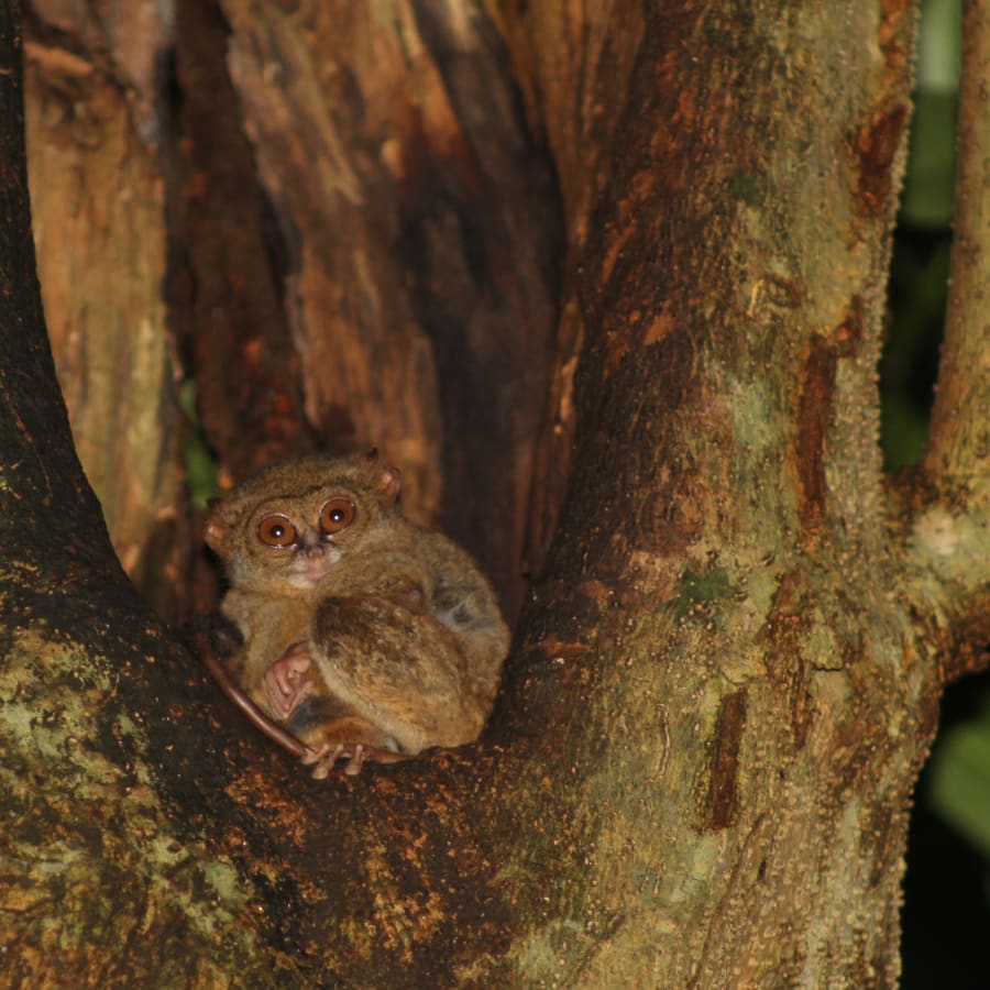 2-Day Tangkoko Wildlife Tour from Manado with Endemic Species