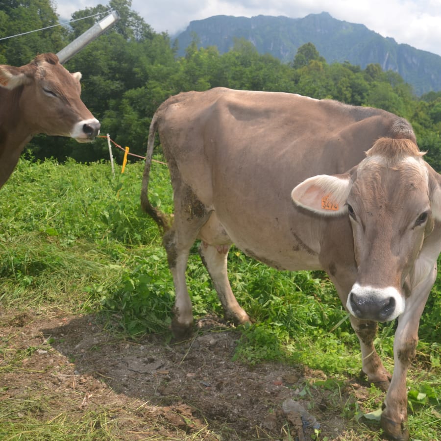 6-Hour Cheese Tasting and San Pellegrino Tour from Bergamo