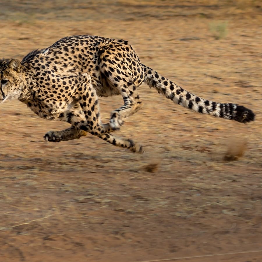 1-Day Aquila Game Reserve Safari from Cape Town with Big 5 Viewing