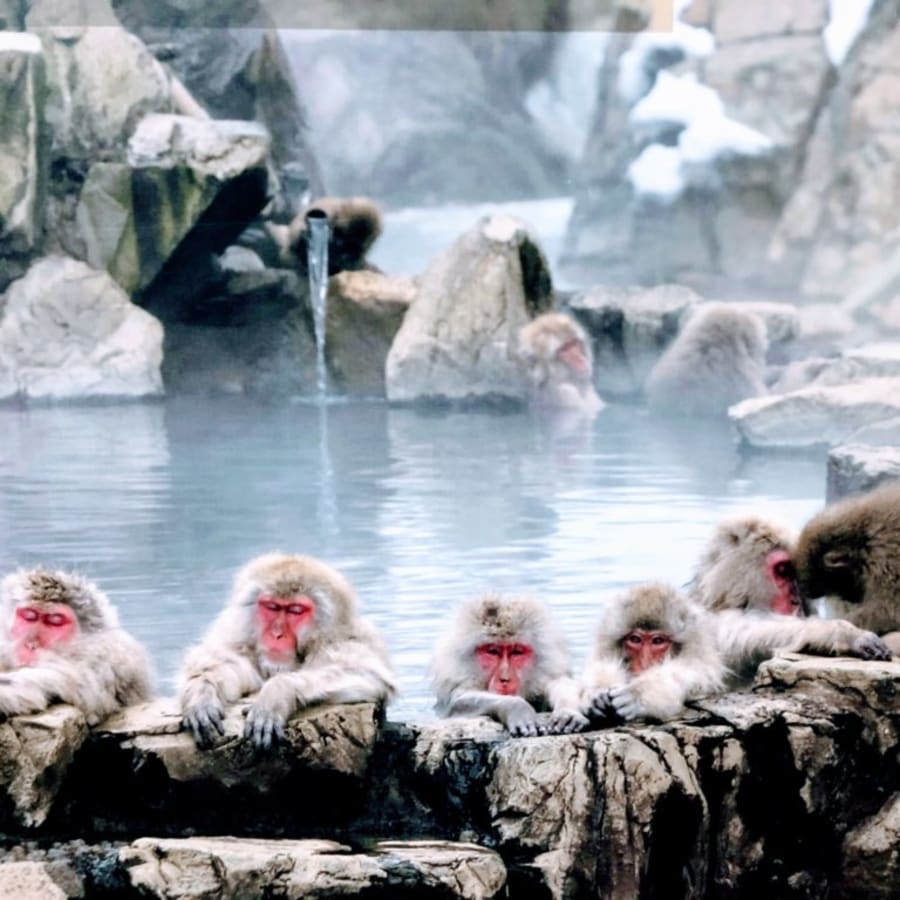 6-Hour Nagano Snow Monkey Tour with Obuse and Bilingual Taxi