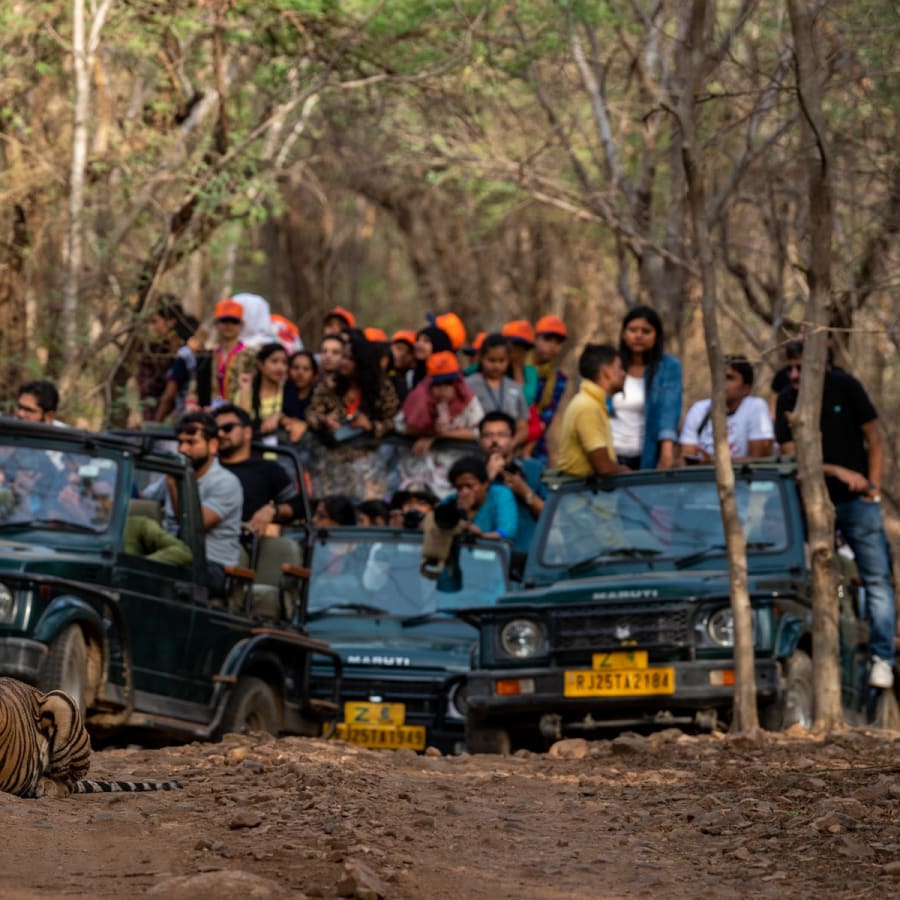 Full-Day Khajuraho Temple Tour and Panna Tiger Safari