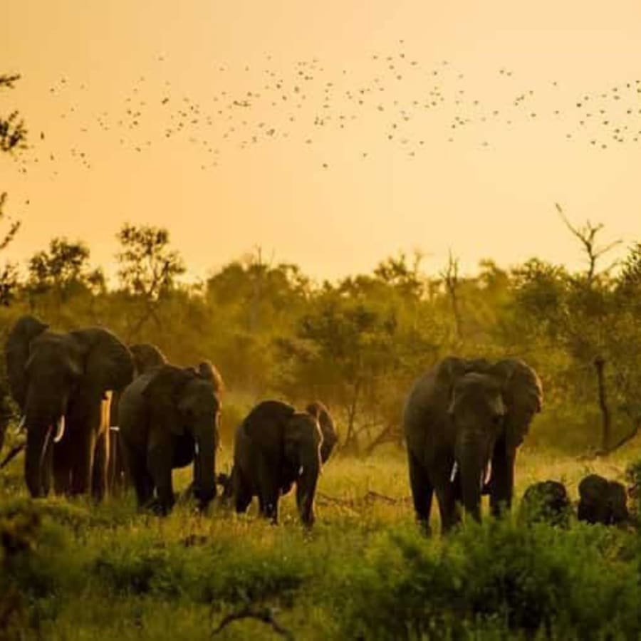 9-Day Assam Wildlife Photography Tour with Manas Nameri and Kaziranga