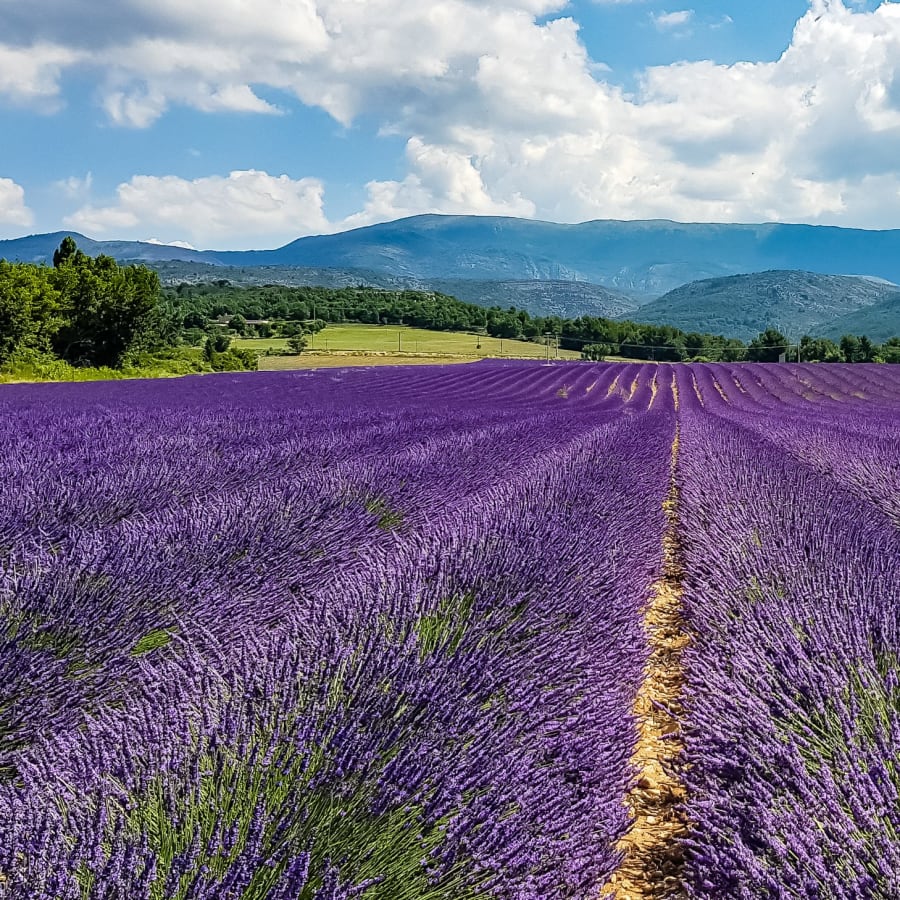 9-Hour Lavender Fields Tour of Provence with Valensole and Villages