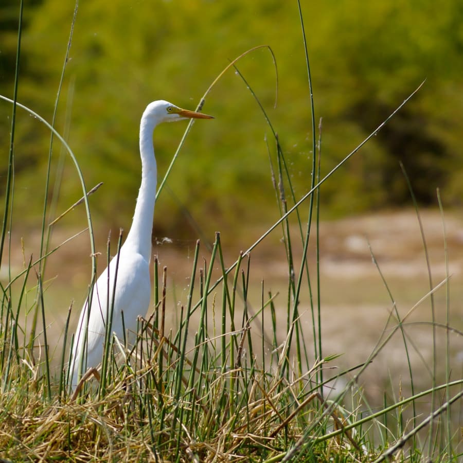 13-Day North-East India Wildlife Safari with Eagle Nest Birding