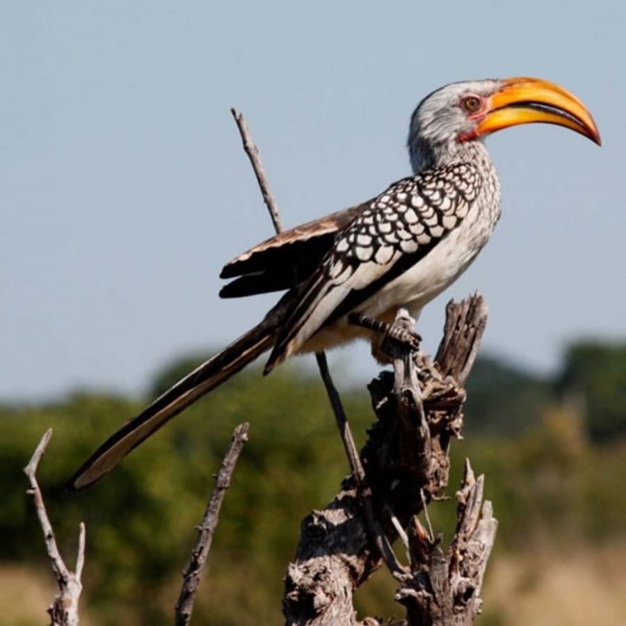 10-Day South Africa Safari with Soweto, Sun City and Sabi Sand