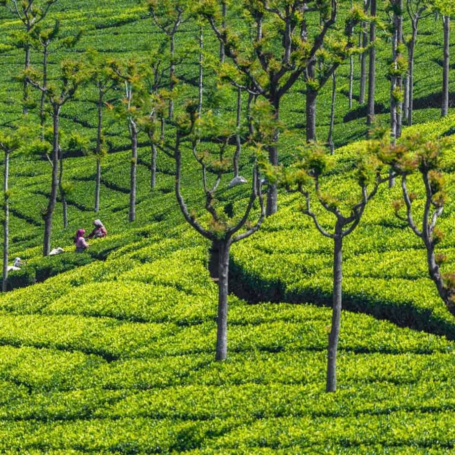 9-Day South India Hill Stations Tour with Ooty, Munnar and Cochin