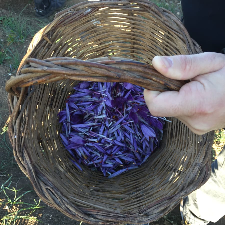 8-Hour Saffron Harvest Tour in L'Aquila with Farm Lunch